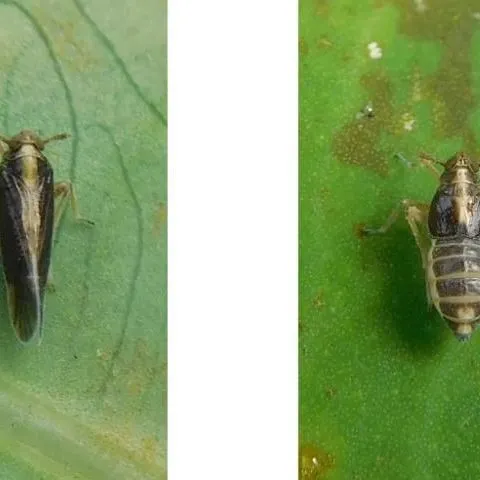thumbnail for publication: Taro Planthopper Tarophagus colocasiae (Matsumura) (Insecta: Hemiptera: Delphacidae: Delphacinae)